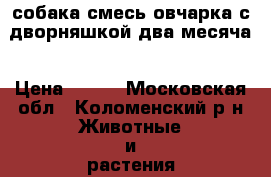 собака смесь овчарка с дворняшкой два месяча › Цена ­ 500 - Московская обл., Коломенский р-н Животные и растения » Собаки   